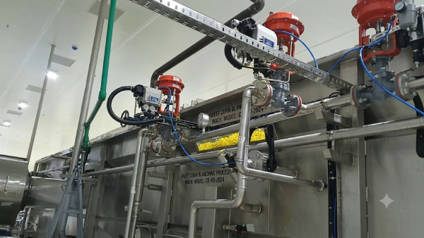 Process of Sweet Corn (Blancher Machine)